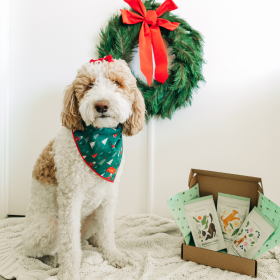 Pawliday Treat Bundle – Limited Edition Gift-Ready Box