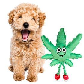 MJ the Weed Leaf 420 Dog Toy – Funny Crinkle & Squeaky Plush for Dogs