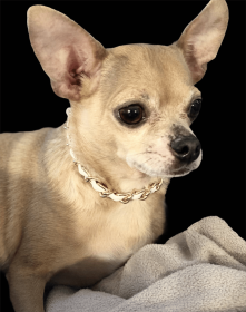 Leatherorzo Collar (Sie: Small, Color: White)