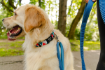 Shenandoah Pattern Dog Collar