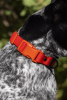 Scarlet Peaks Waterproof Dog Collar