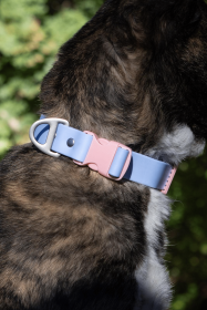 Blue Sky Orchid Waterproof Dog Collar (Sie: 11 - 13 inch)