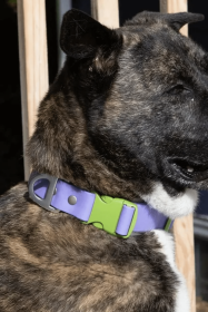 Lavender Garden Waterproof Dog Collar (Sie: 11 - 13 inch)