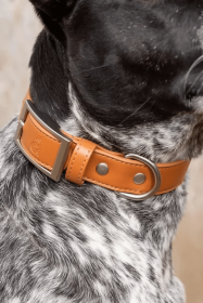 Sierra Sunrise Vegan Leather Dog Collar (Sie: 11 -13 inch)