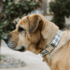 Adjustable Collar - Quick Release Metal Alloy (Beige Plaid)