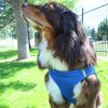 American River Choke Free Dog Harness – Comfortable & Secure Fit