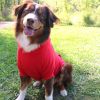 Flex-Fit Hoodie – Comfortable & Stylish Pet Hoodie