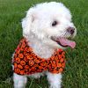 Halloween Jack-O-Lantern Camp Shirt – Festive Pet Apparel