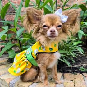 Ladybugs and Daisies Dog Dress – With Matching Leash (Size: Xlargee)