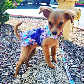 Purple Butterfly Dog Dress – With Matching Leash (Size: X-Large)