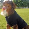 Polos Solid – Classic Pet Apparel