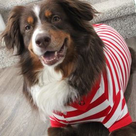 Polos Striped – Stylish Pet Polo Shirt (Color: Flame Scarlet Red & White, Size: X-Large)