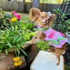 Watermelon Dog Dress – Fun & Stylish Pet Apparel