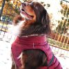 Alpine Extreme Cold Puffer Coat – Insulated Dog Jacket