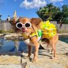 Ladybugs and Daisies Dog Dress – With Matching Leash