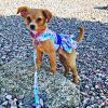 Purple Butterfly Dog Dress – With Matching Leash