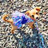 Purple Butterfly Dog Dress – With Matching Leash