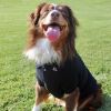 Polos Solid – Classic Pet Apparel