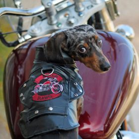 Biker Dawg – Black Motorcycle-Inspired Dog Jacket (Size: Medium)