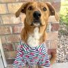 Cherry Stripe – Stylish Pet Apparel