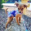 Purple Butterfly Dog Dress – With Matching Leash