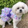 Purple Butterfly Dog Dress – With Matching Leash