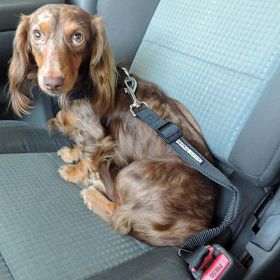 Dog Seat Belt Leash Strap – Adjustable & Secure Car Restraint for Pets (Size: One Size)