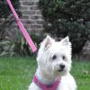 Soft Pull Traffic Dog Leash – Comfortable Control for Close-Range Handling