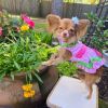 Watermelon Dog Dress – Fun & Stylish Pet Apparel